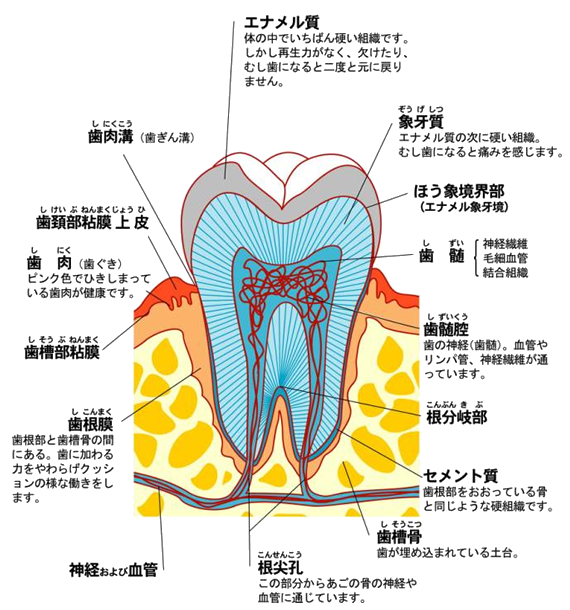 歯の構造